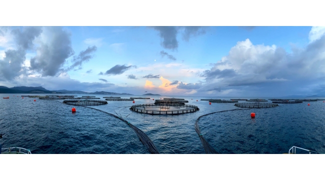 Gıda Arzı Güvenliğinde Su Ürünleri Sektörünün Rolü